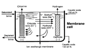 Membrane Cell